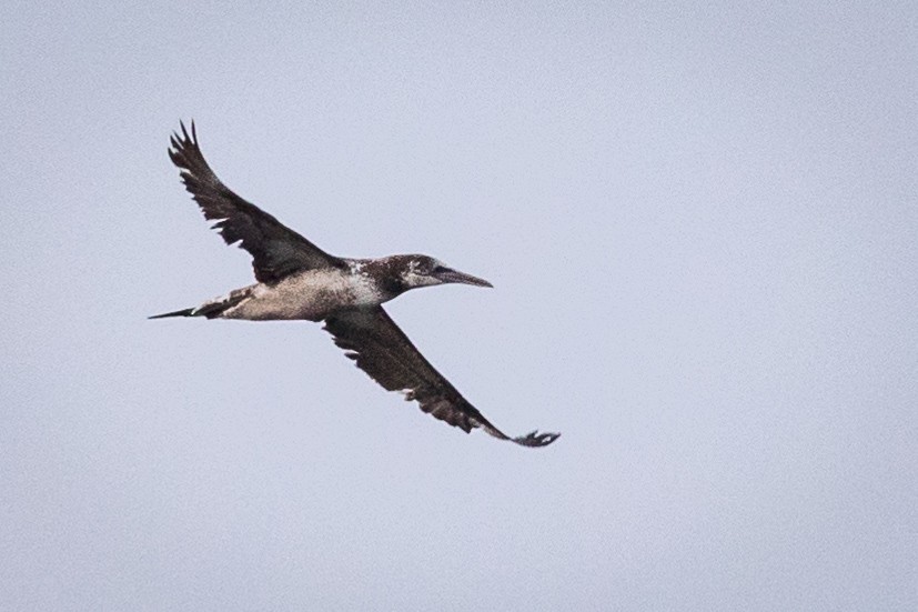 Northern Gannet - ML620297780