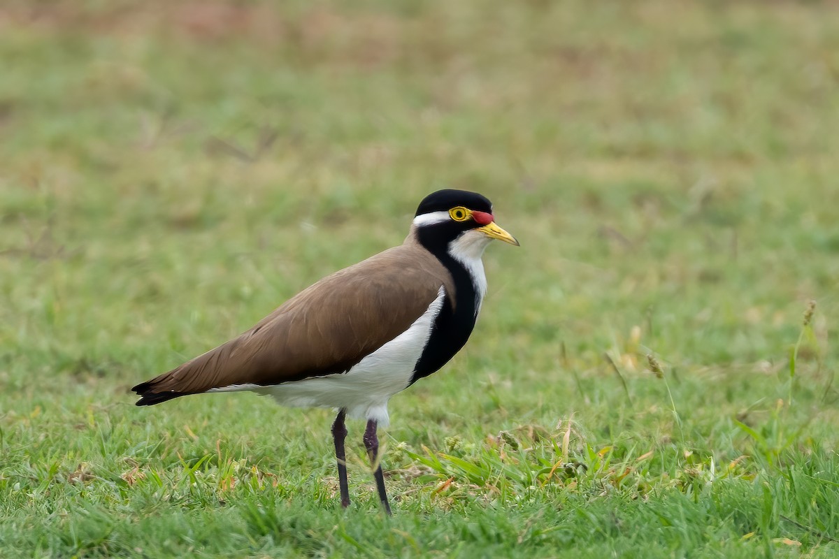 Banded Lapwing - ML620297781