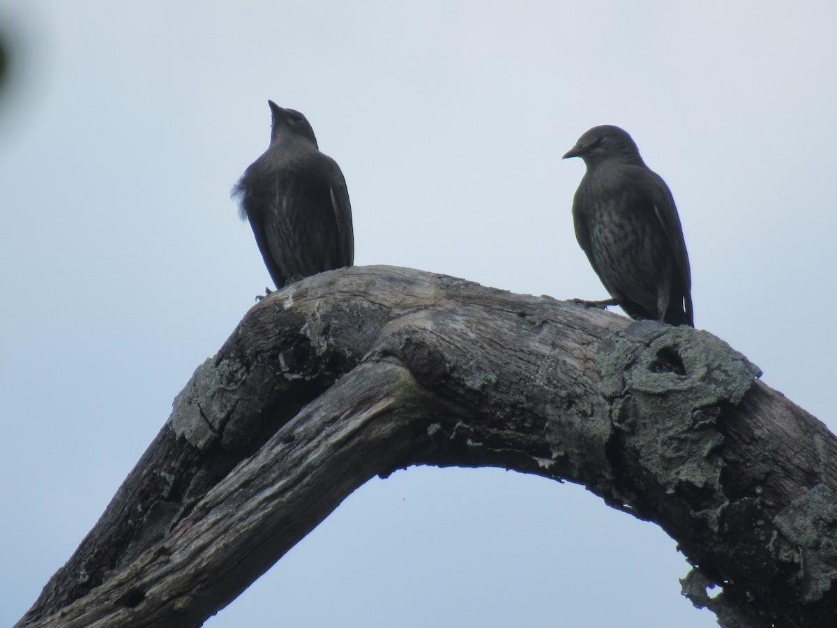 European Starling - ML620297783