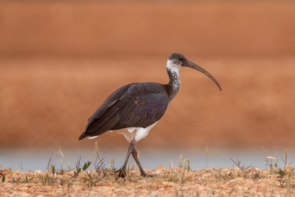 Straw-necked Ibis - ML620297784