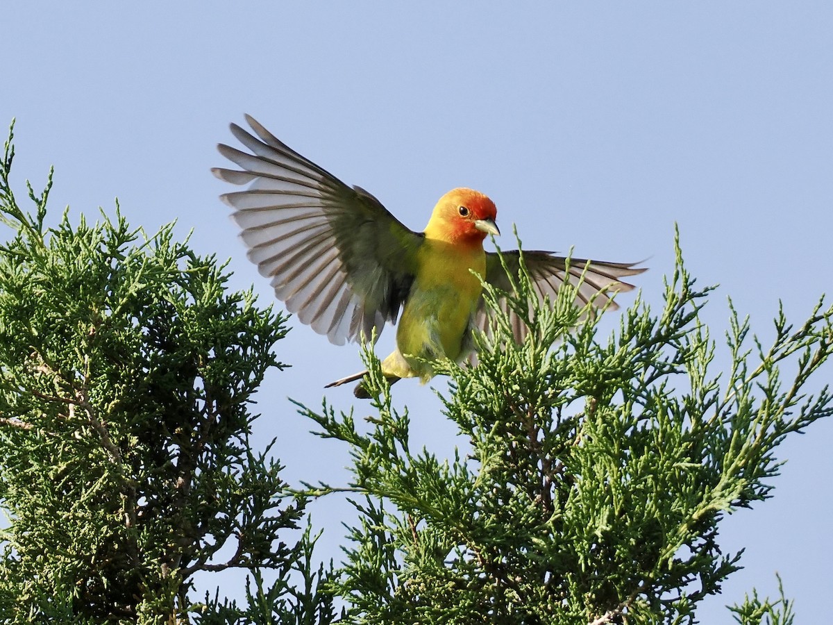 Western Tanager - ML620297789