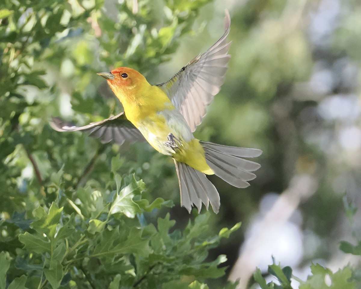 Western Tanager - ML620297790