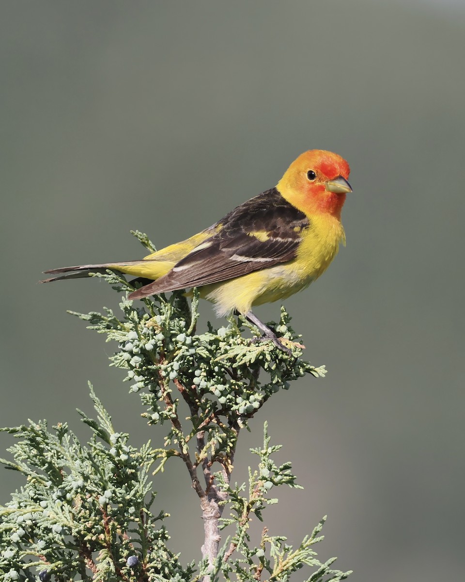 Western Tanager - ML620297791