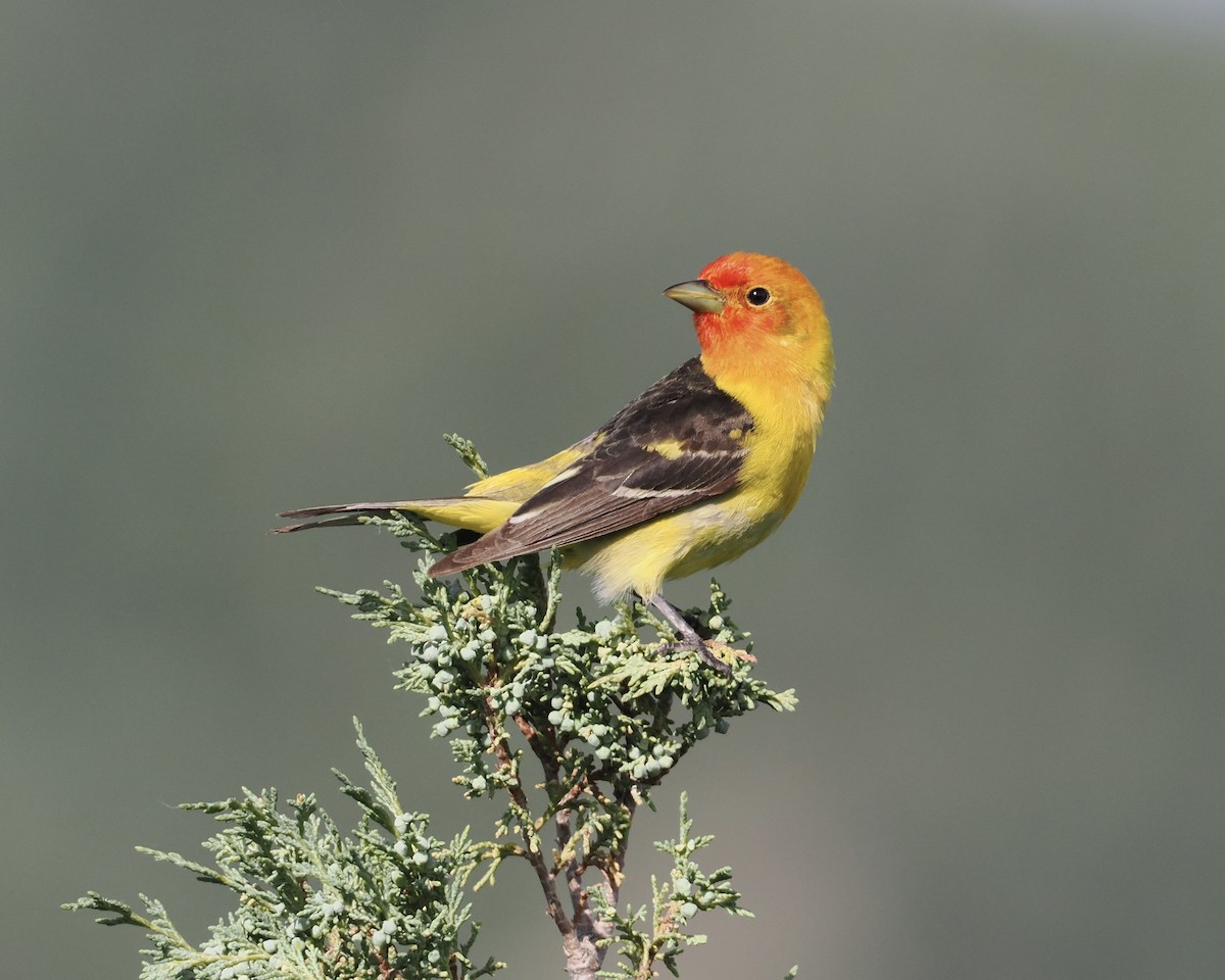 Western Tanager - ML620297792