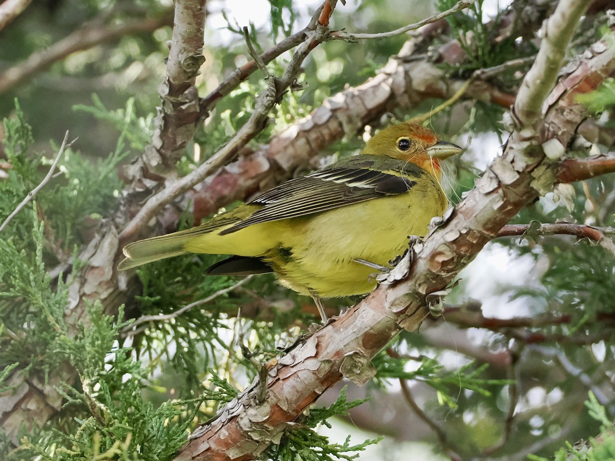 Western Tanager - ML620297793