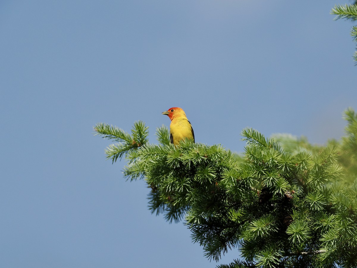 Western Tanager - ML620297794