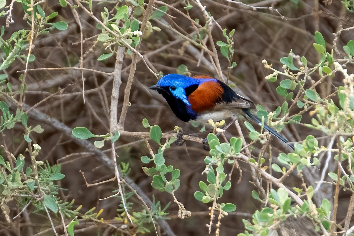 Purple-backed Fairywren - ML620297797