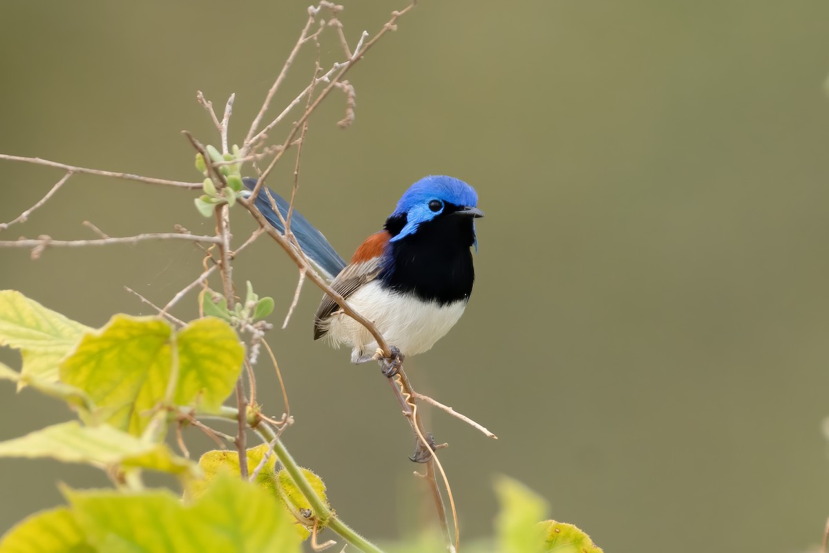 Purple-backed Fairywren - ML620297798