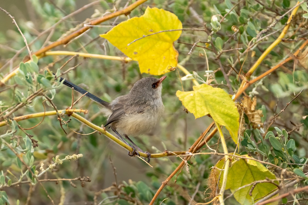 Purple-backed Fairywren - ML620297799