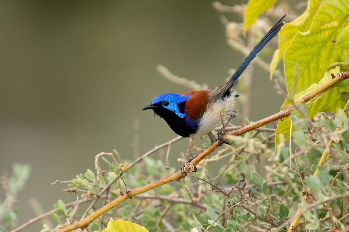 Purple-backed Fairywren - ML620297800