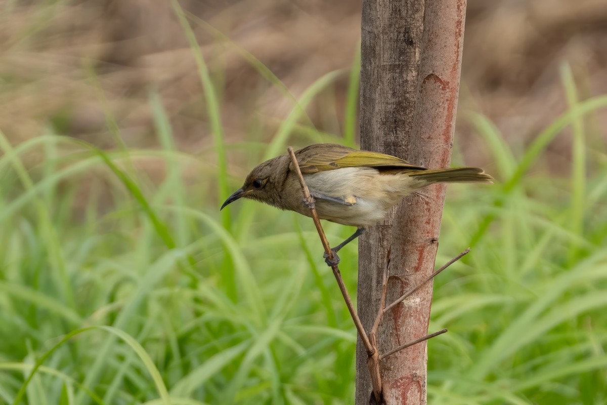 Brown Honeyeater - ML620297803