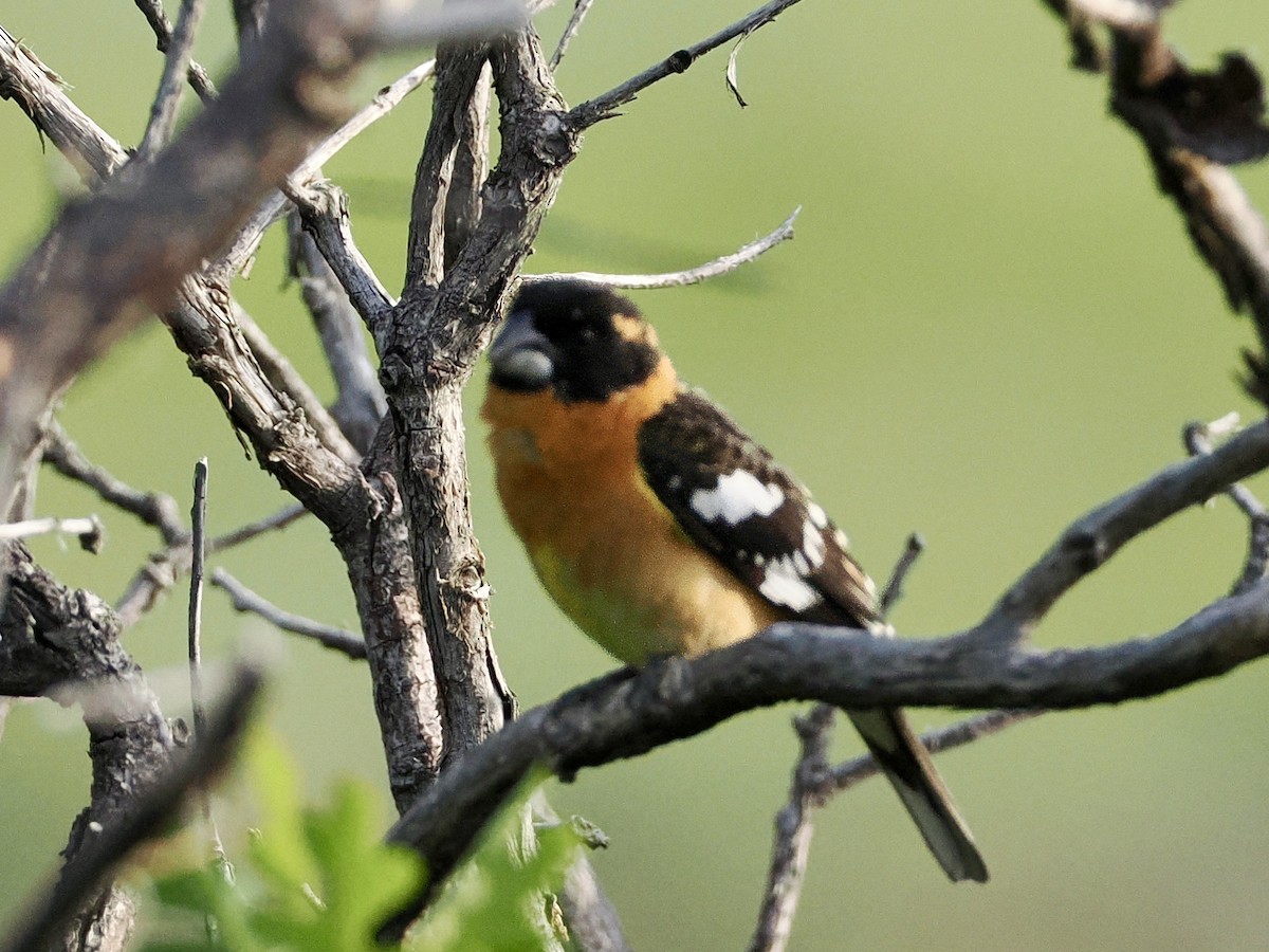 Black-headed Grosbeak - ML620297805