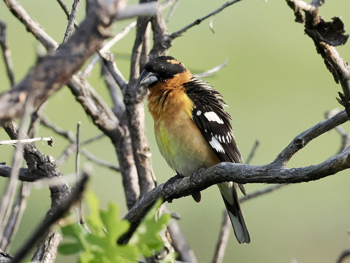 Black-headed Grosbeak - ML620297806