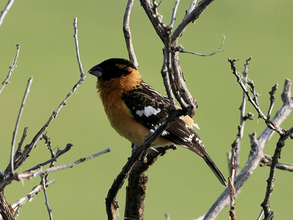 Black-headed Grosbeak - ML620297807