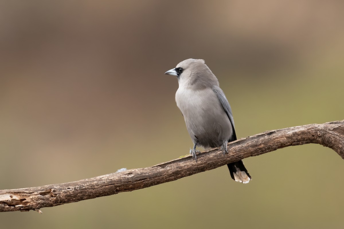 Black-faced Woodswallow - ML620297808