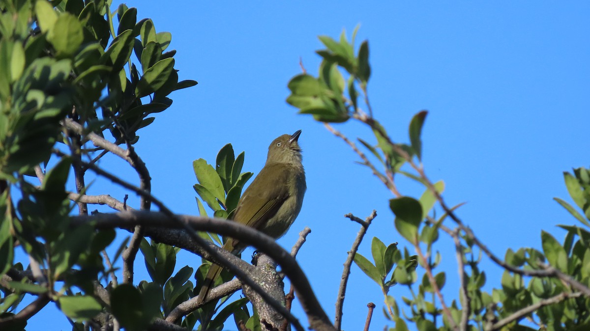 Bulbul de Zanzíbar - ML620297809