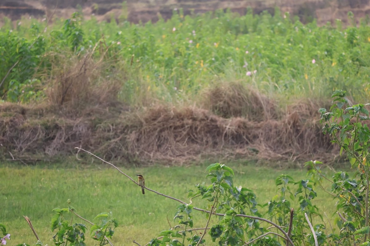 Blue-tailed Bee-eater - ML620297811