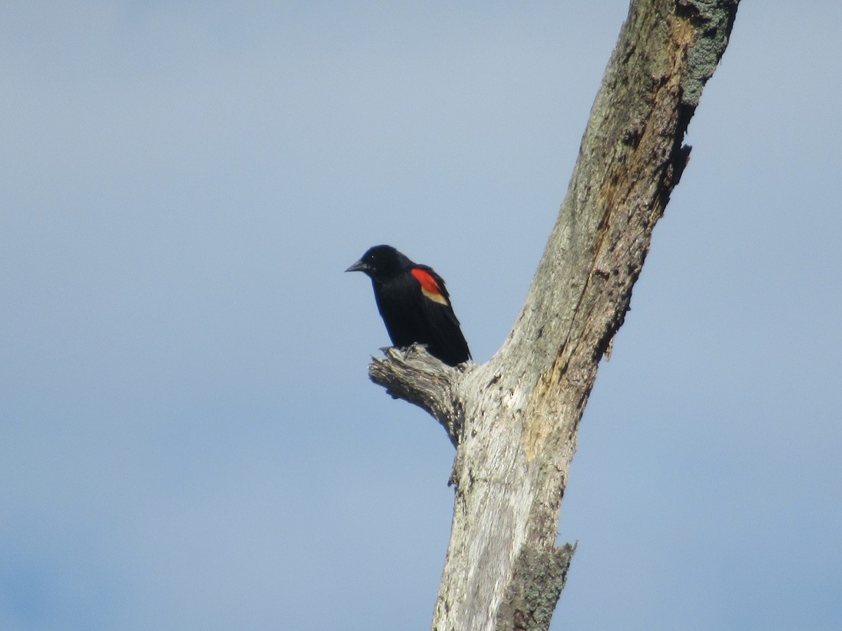 Red-winged Blackbird - ML620297814