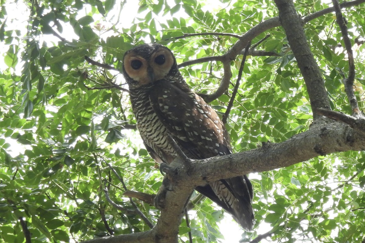 Spotted Wood-Owl - ML620297815