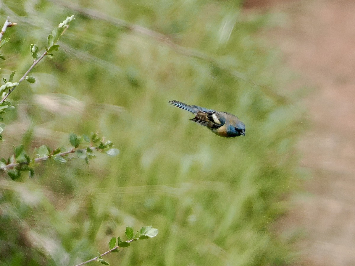 Lazuli Bunting - ML620297818