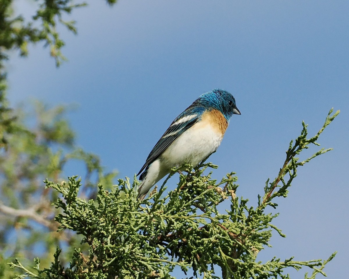 Lazuli Bunting - ML620297819