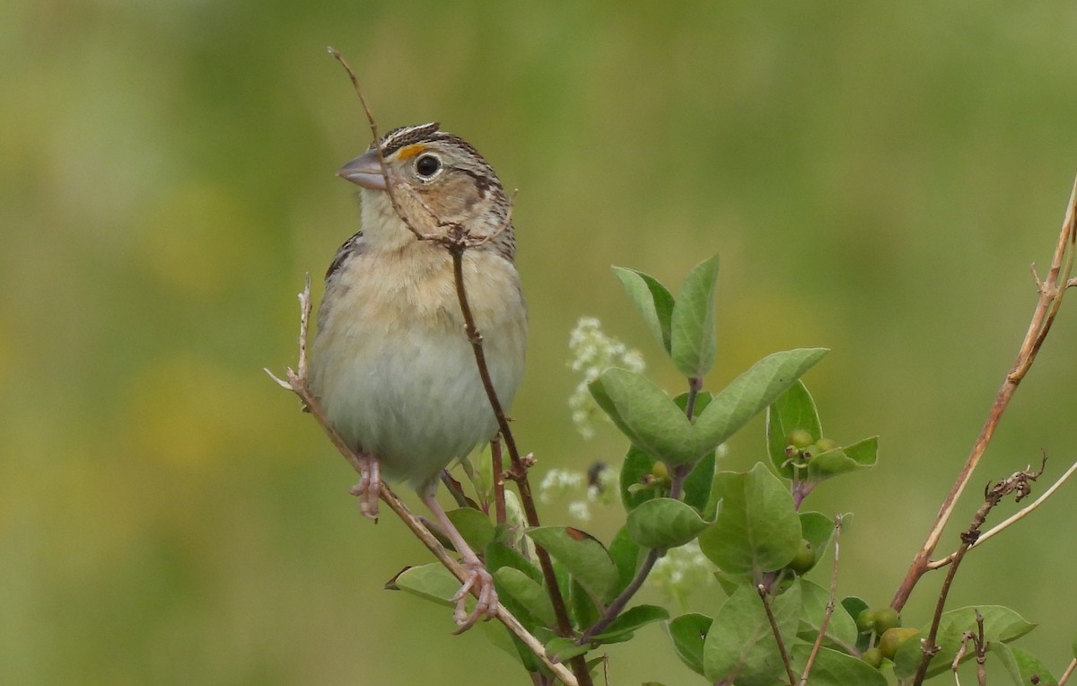 Grasshopper Sparrow - ML620297824