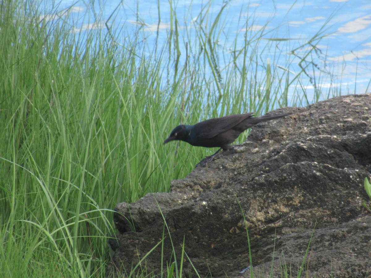 Common Grackle - ML620297826