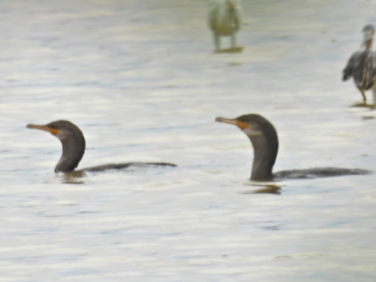 Neotropic Cormorant - ML620297827