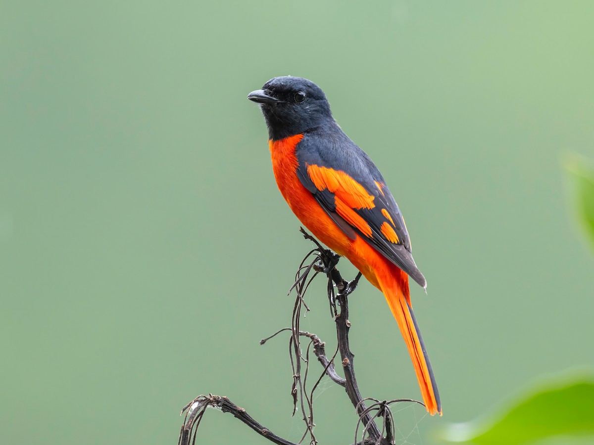 Scarlet Minivet - ML620297829