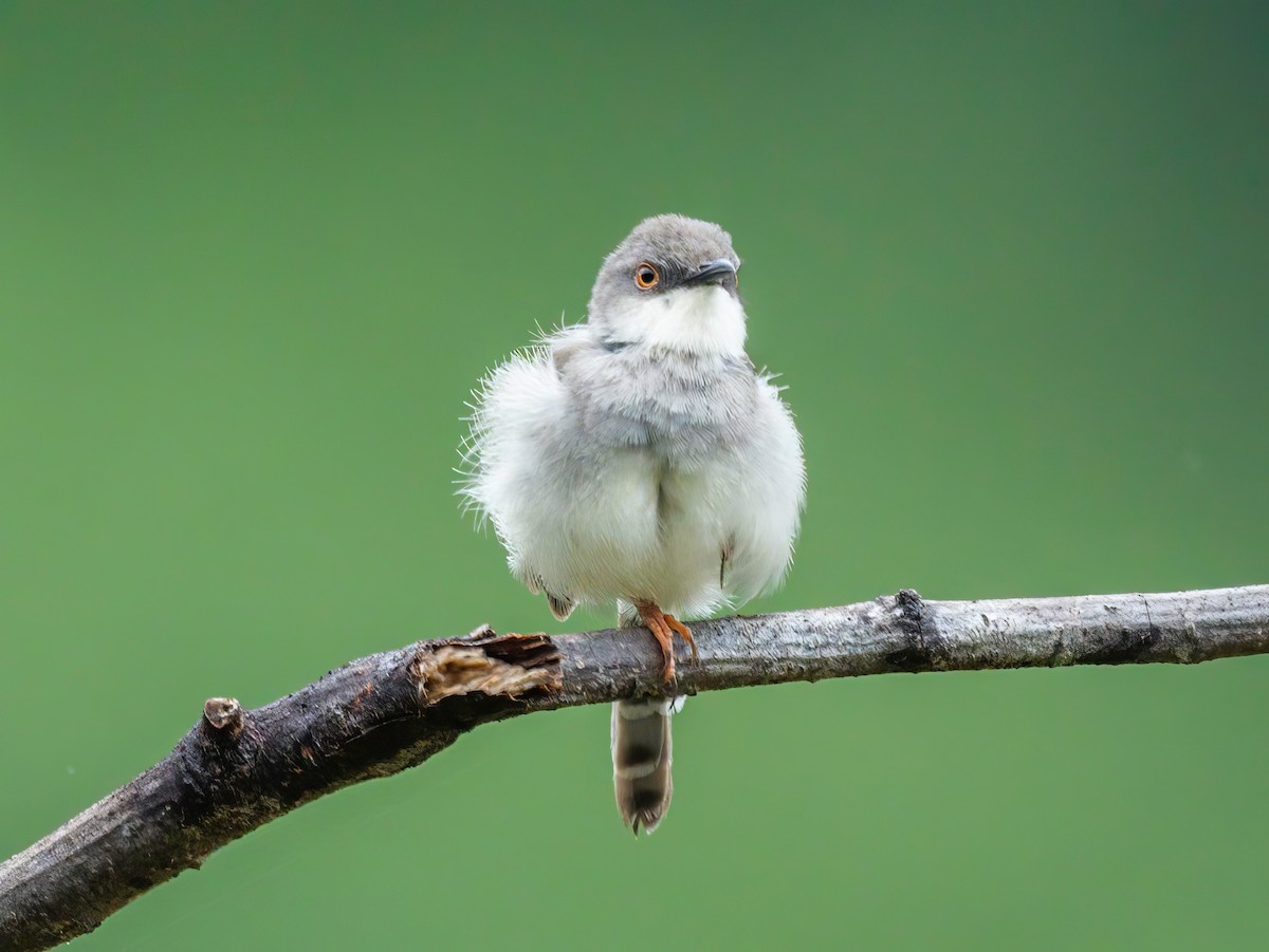 gråbrystprinia - ML620297832