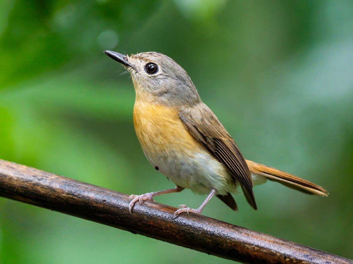 Blue-throated Flycatcher - ML620297833