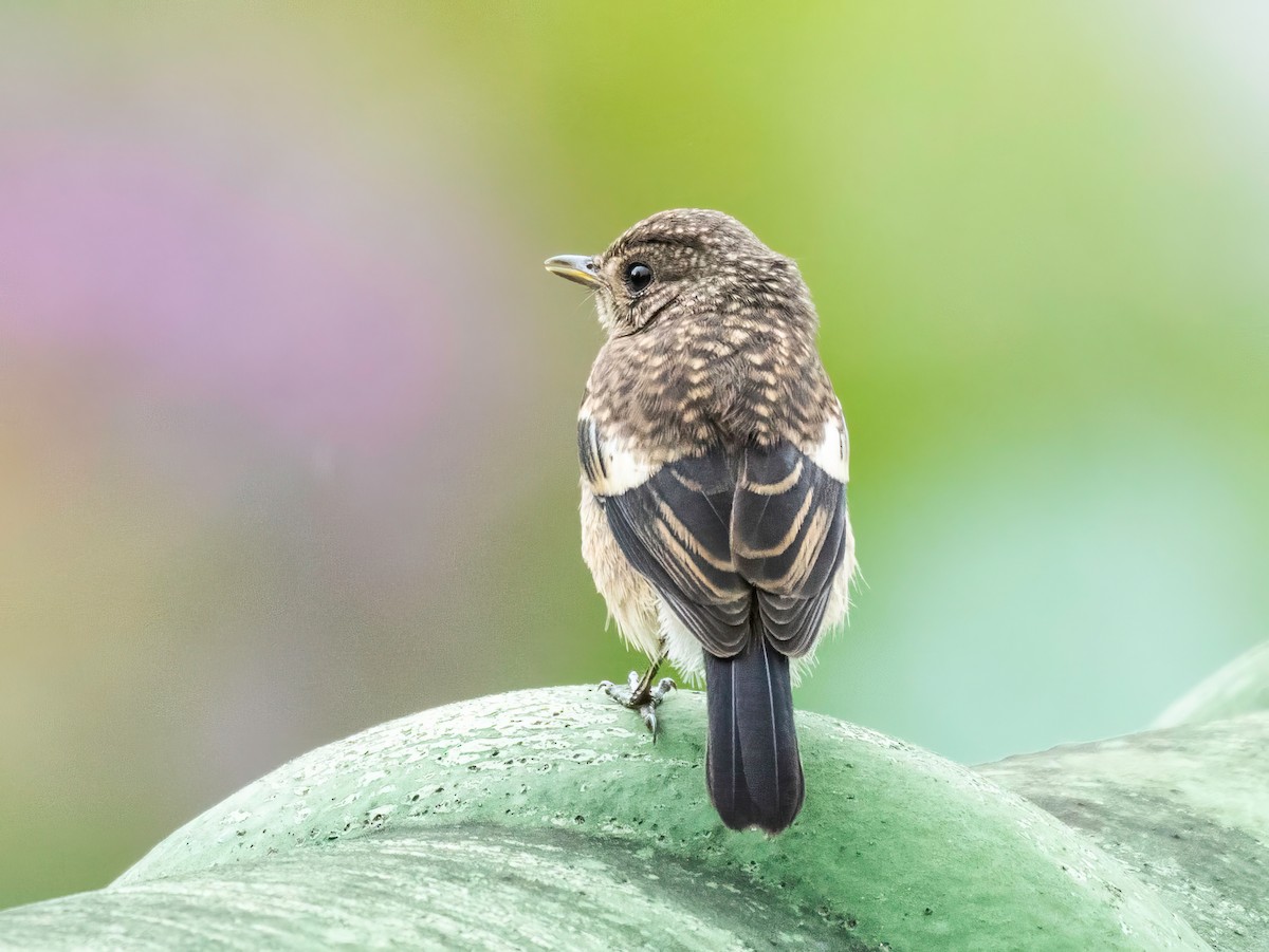 Pied Bushchat - ML620297834