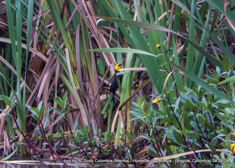 Yellow-hooded Blackbird - ML620297835