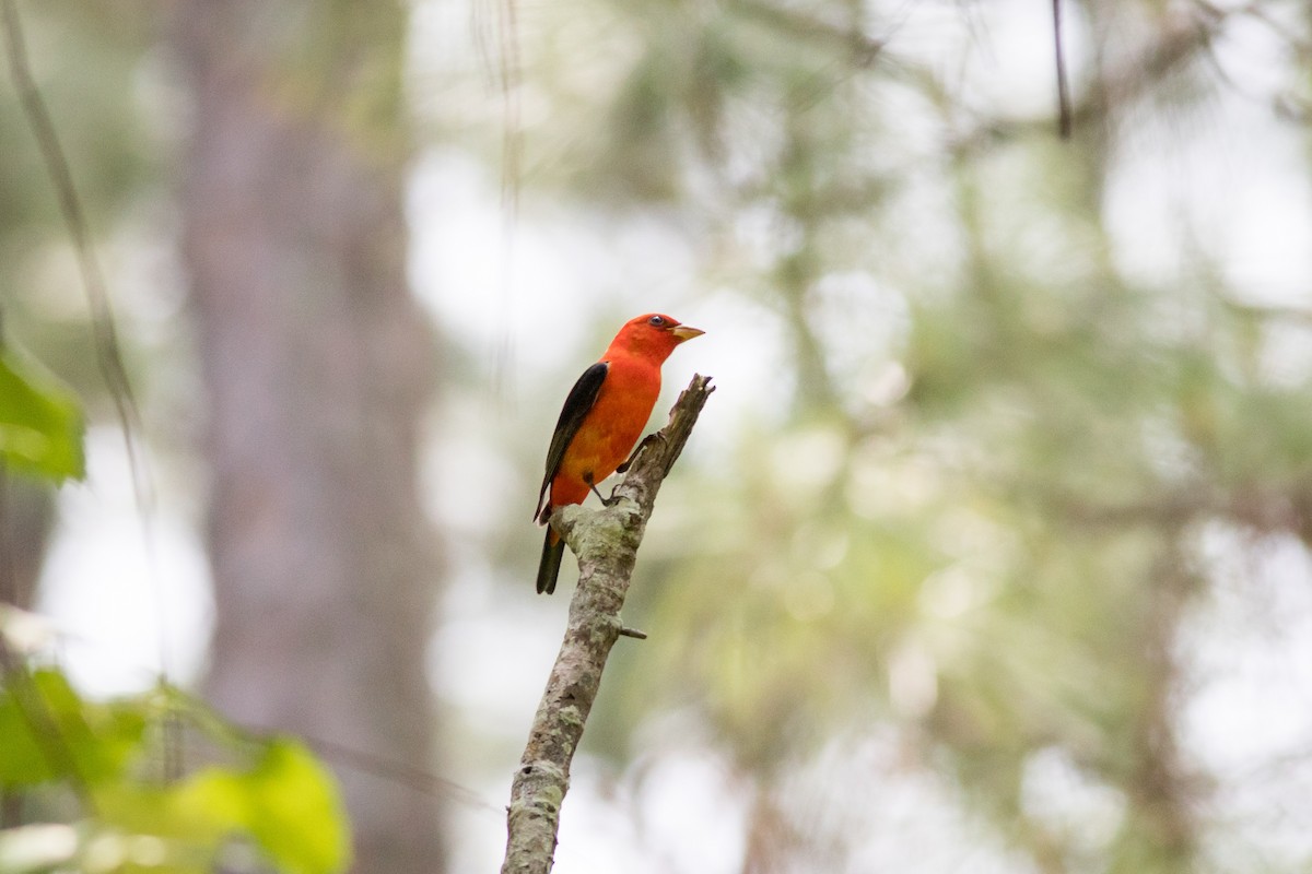 Scarlet Tanager - ML620297836