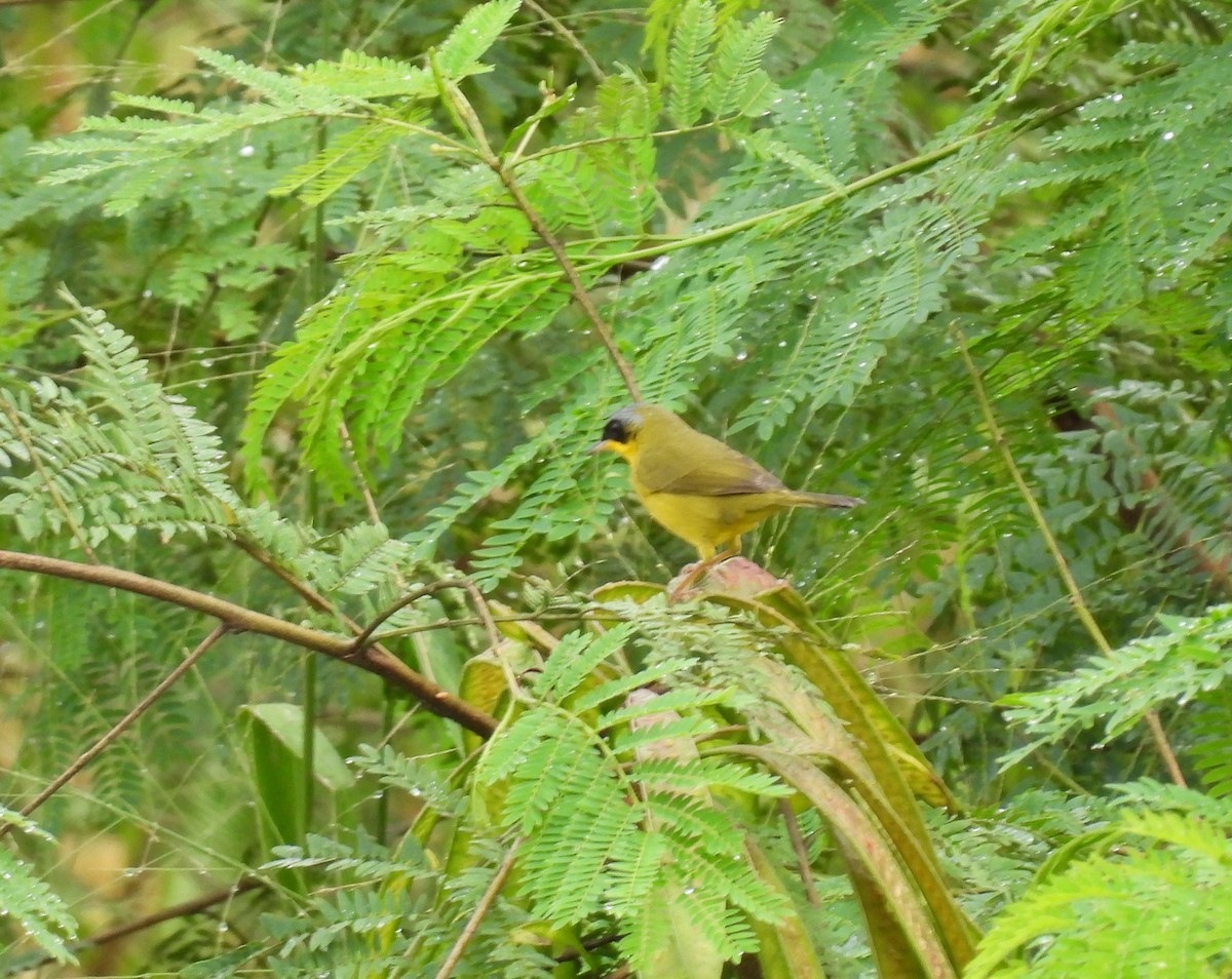 Paruline voilée - ML620297840