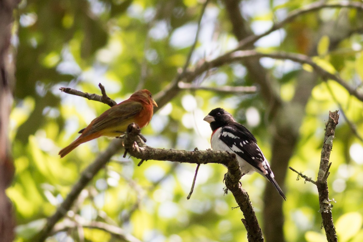 Rose-breasted Grosbeak - ML620297841