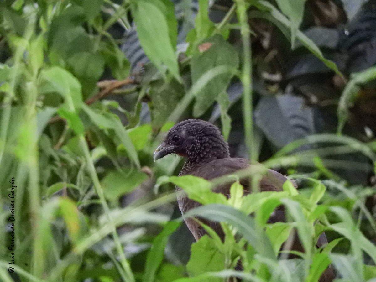 Chachalaca Colombiana - ML620297843