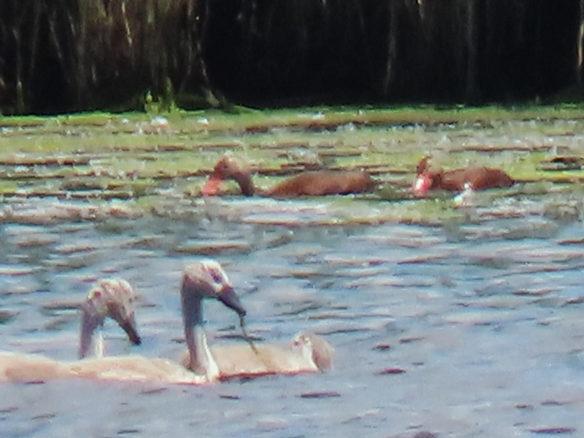 Black-bellied Whistling-Duck - ML620297851