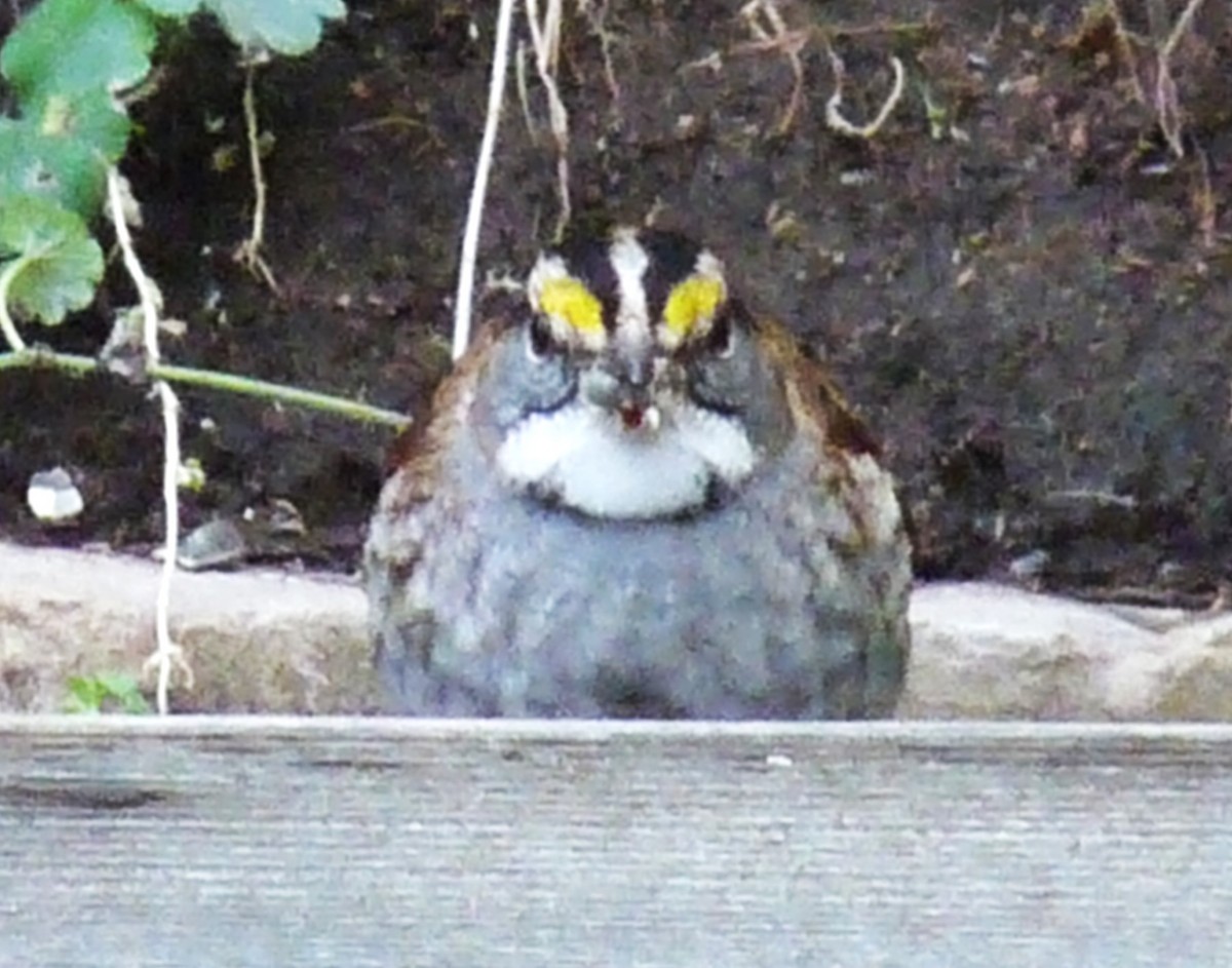White-throated Sparrow - ML620297856
