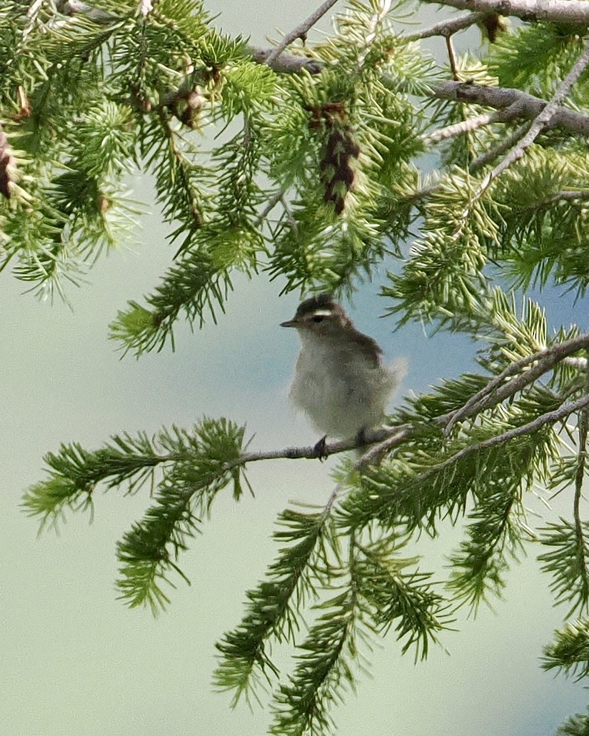 Warbling Vireo (Western) - ML620297858