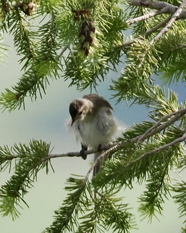 Ötücü Vireo [swainsoni grubu] - ML620297860