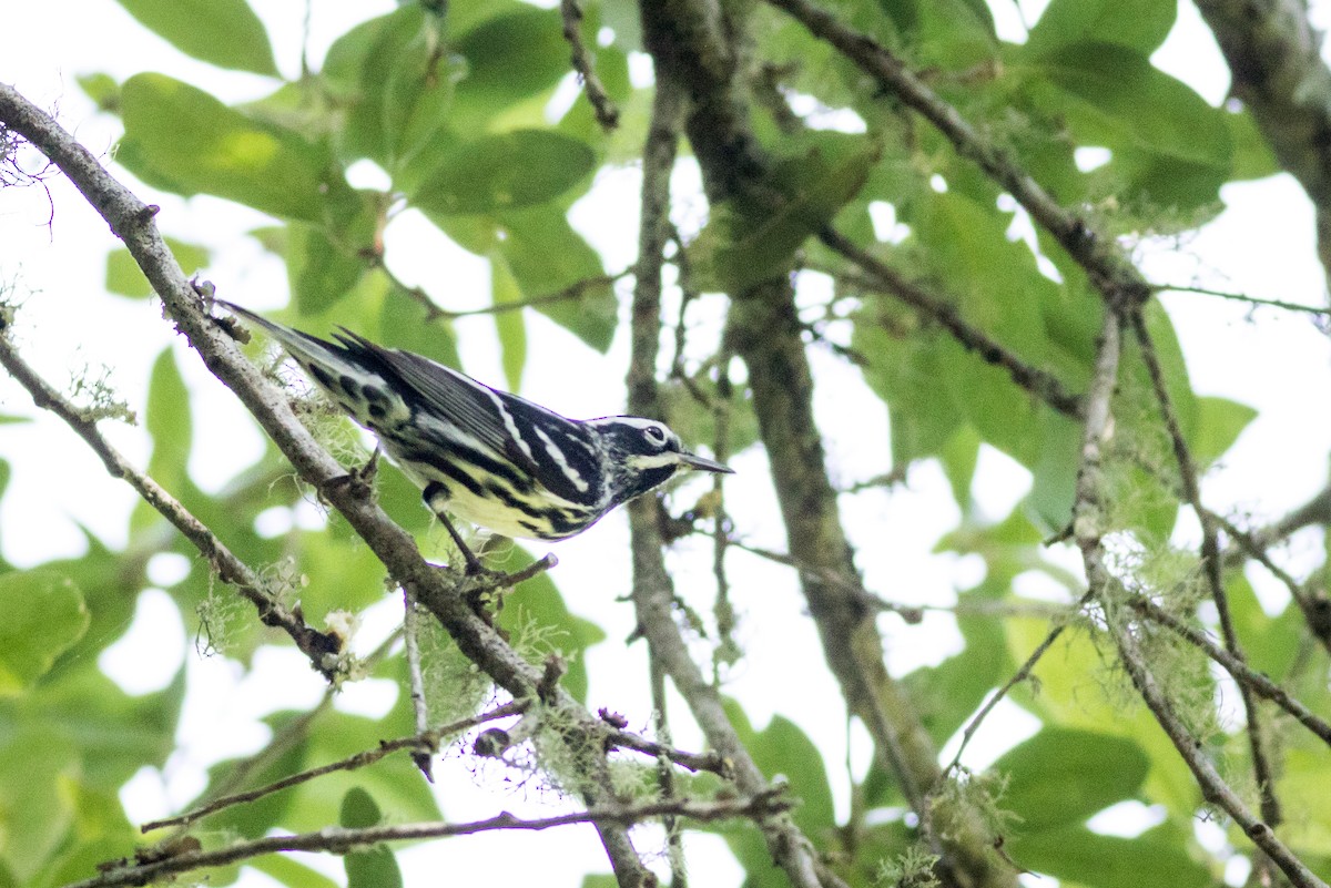 Black-and-white Warbler - ML620297864