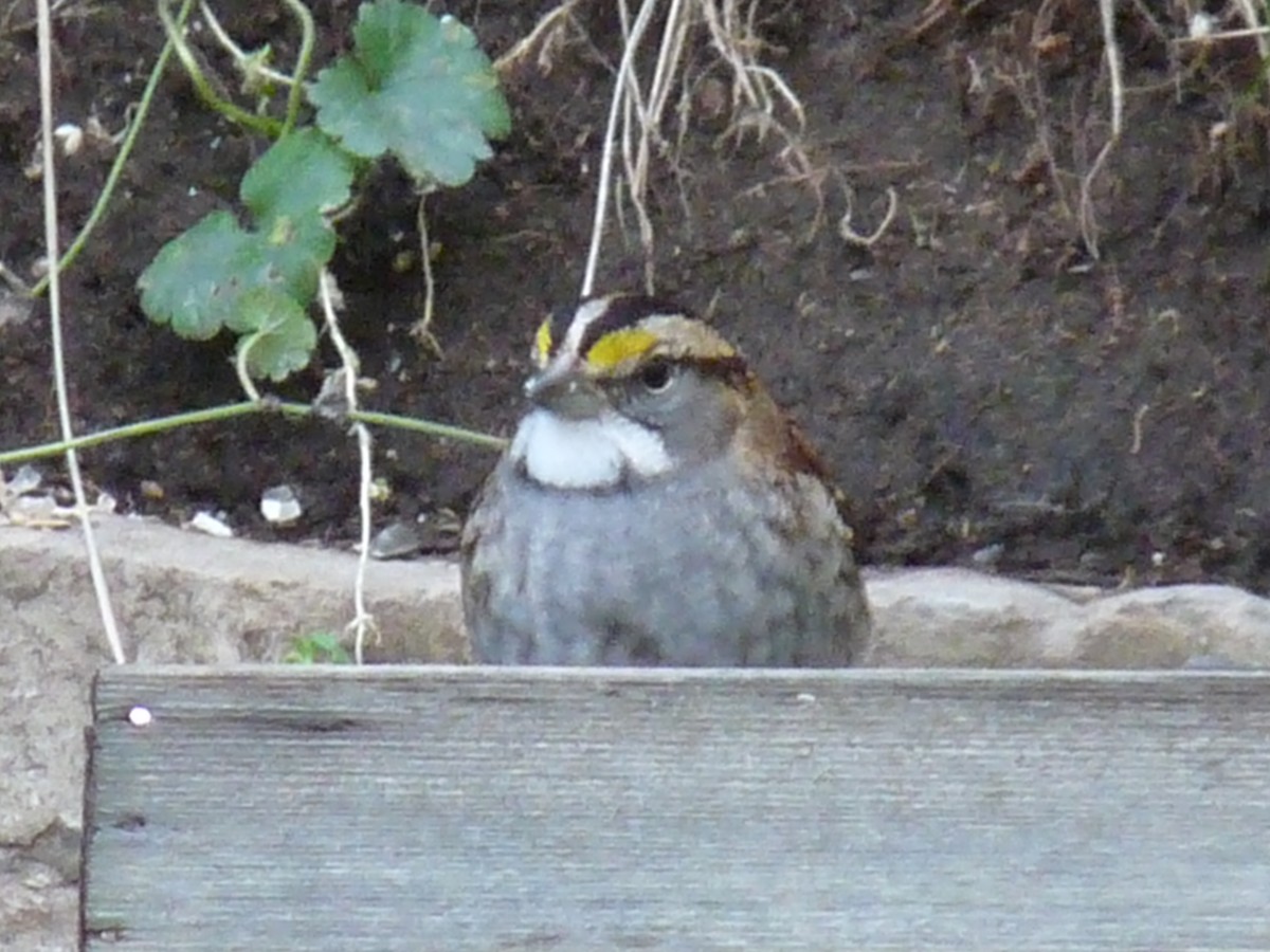 White-throated Sparrow - ML620297867