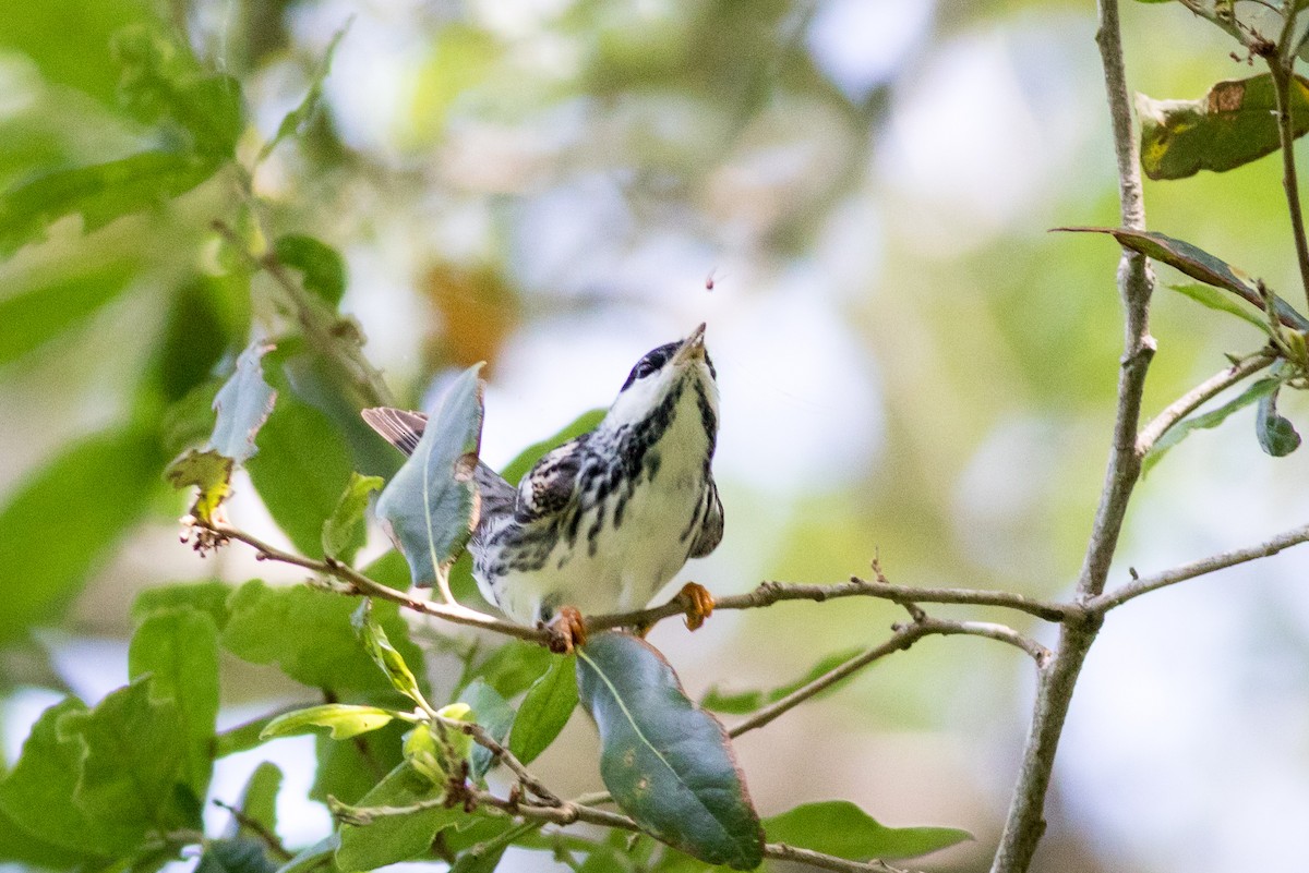 Blackpoll Warbler - ML620297868