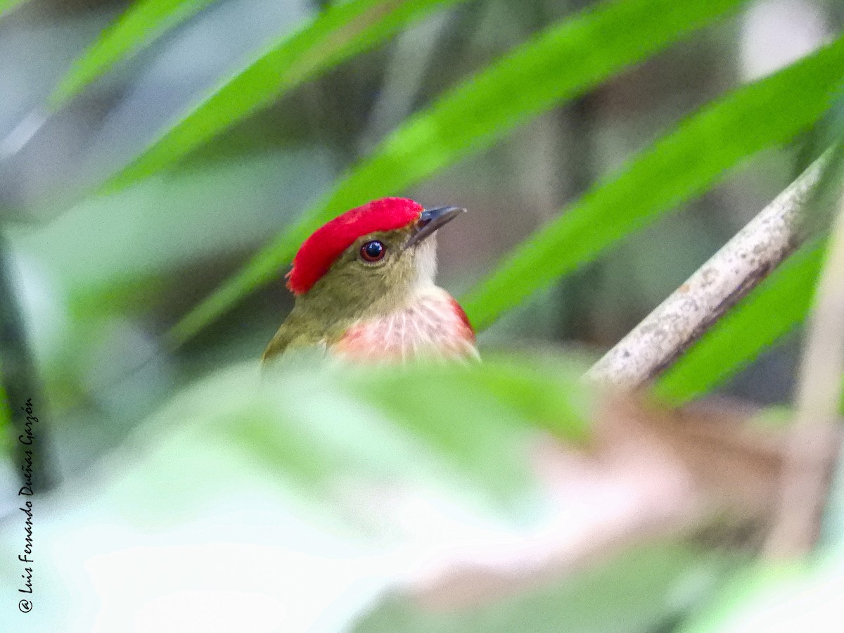 Striolated Manakin - ML620297872