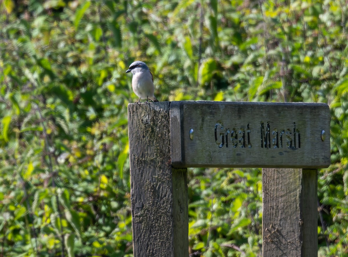 Red-backed Shrike - ML620297875