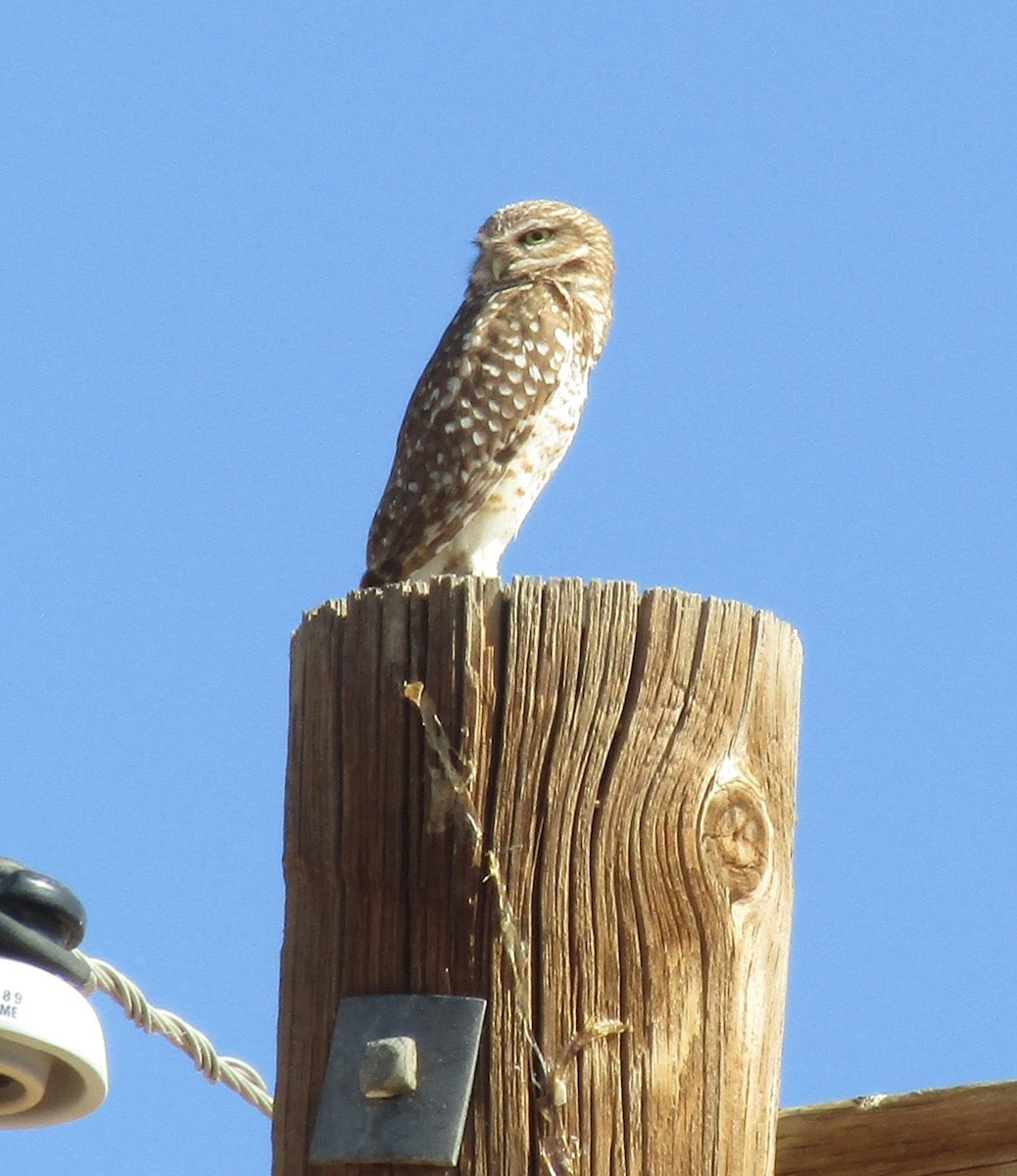 Burrowing Owl - ML620297883