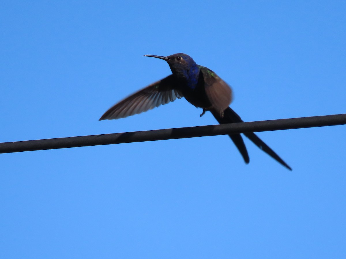Swallow-tailed Hummingbird - ML620297885