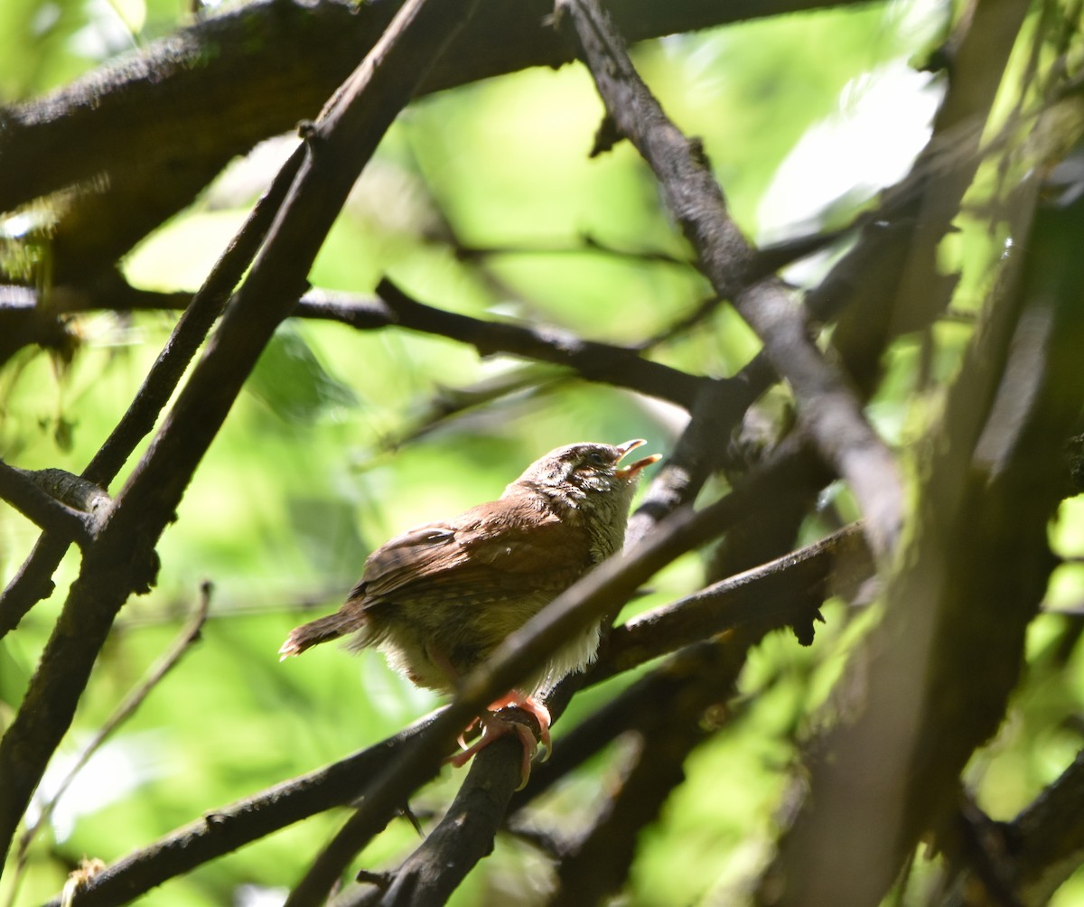 Carolina Wren - ML620297886