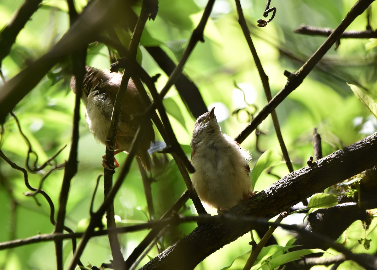 Carolina Wren - ML620297887